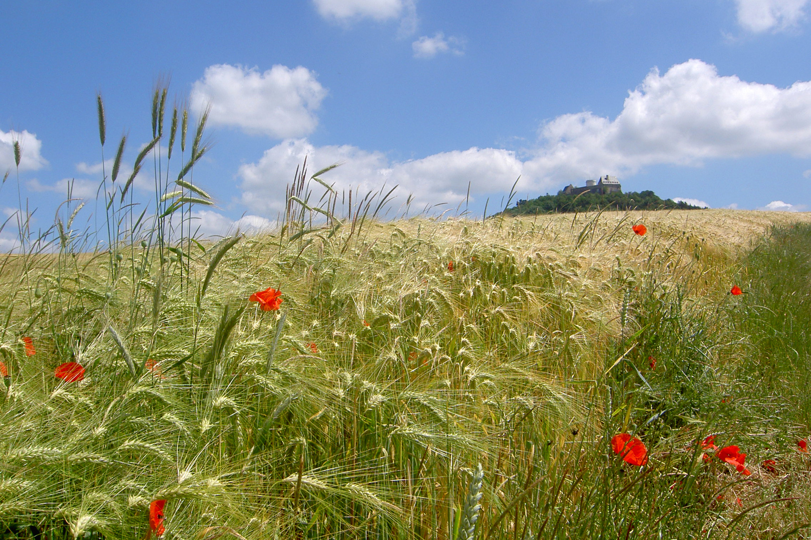 Sommerszenerie (1)