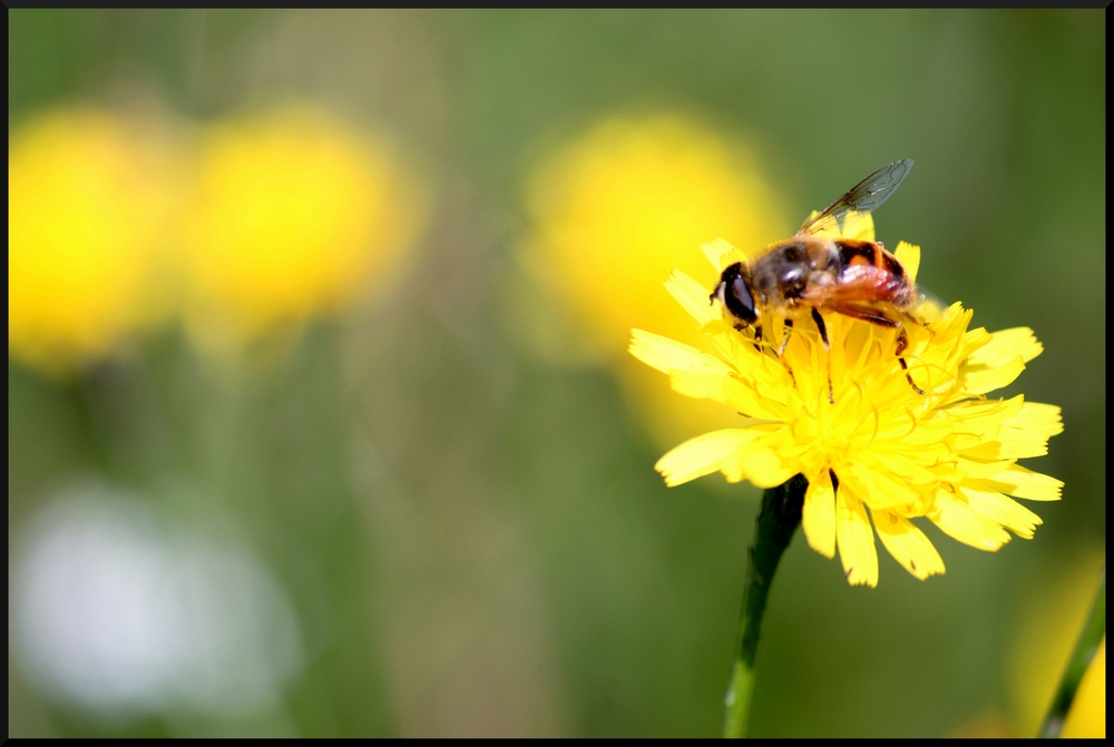 Sommertag