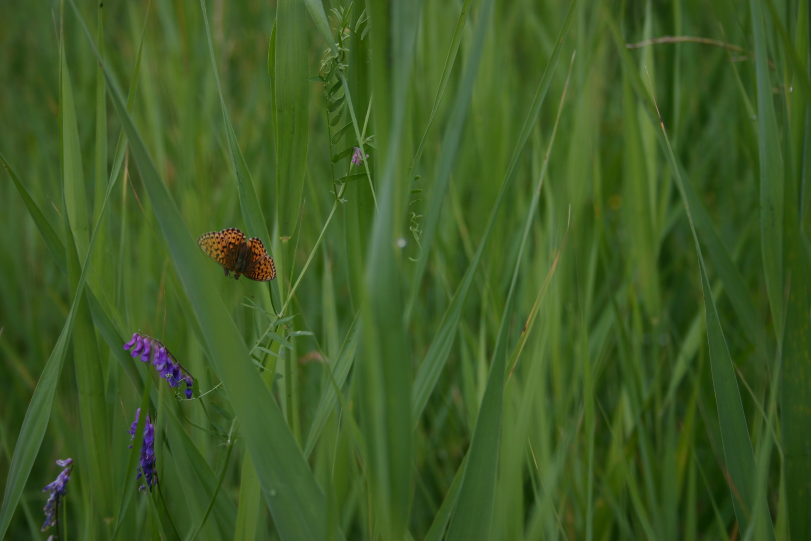 Sommertag 2012