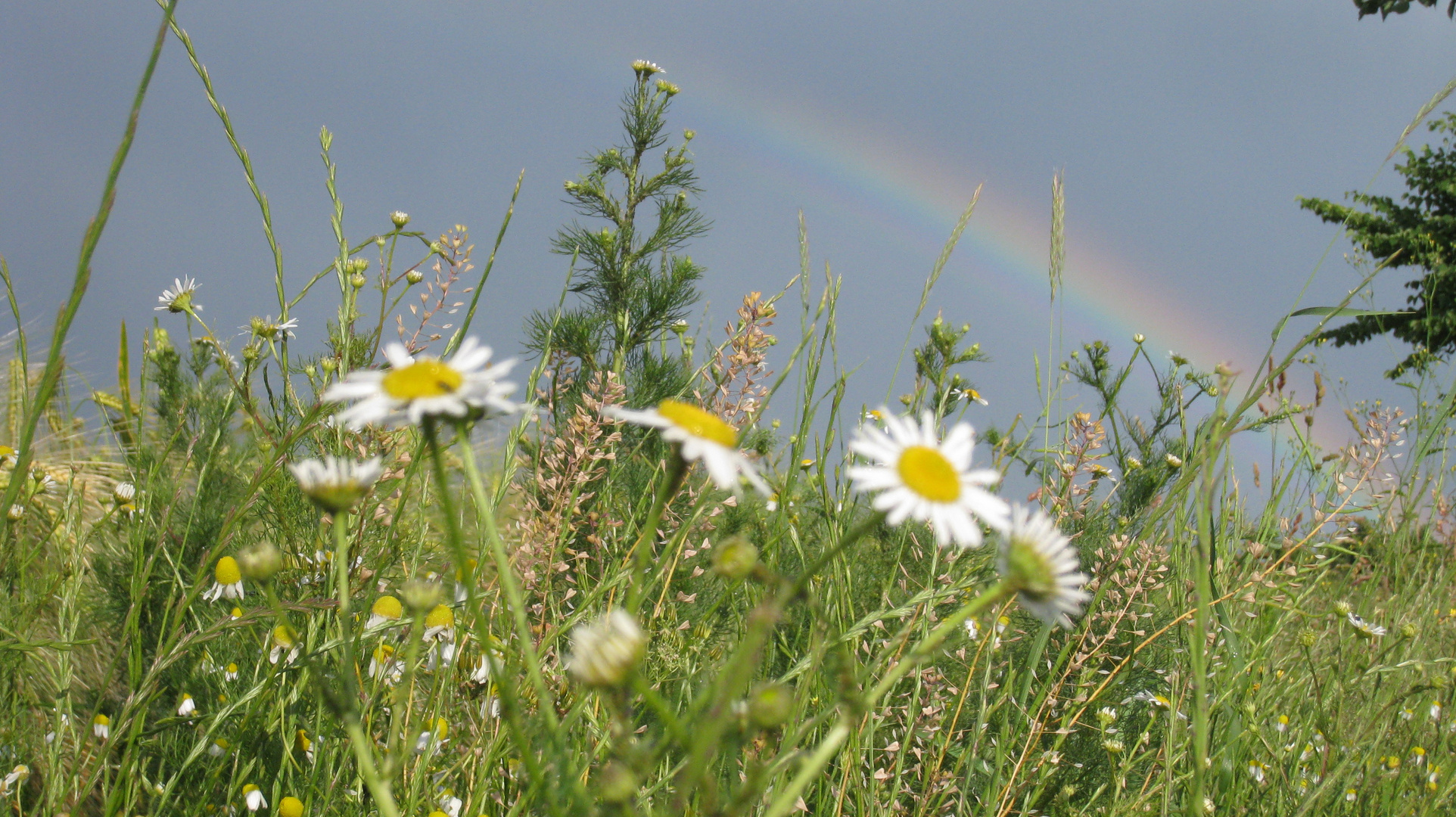 Sommertag