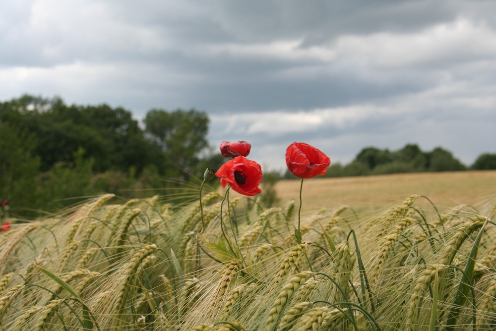 Sommertag