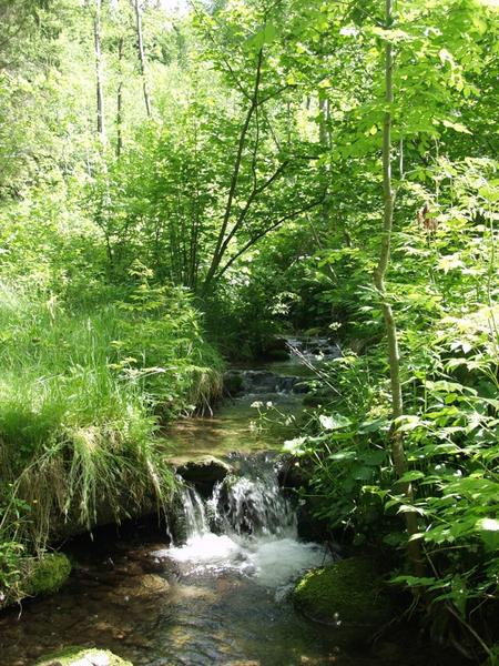 Sommertag am Bach