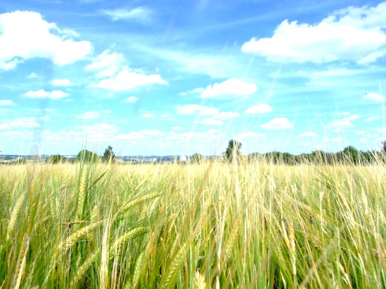 Sommertag am Feld