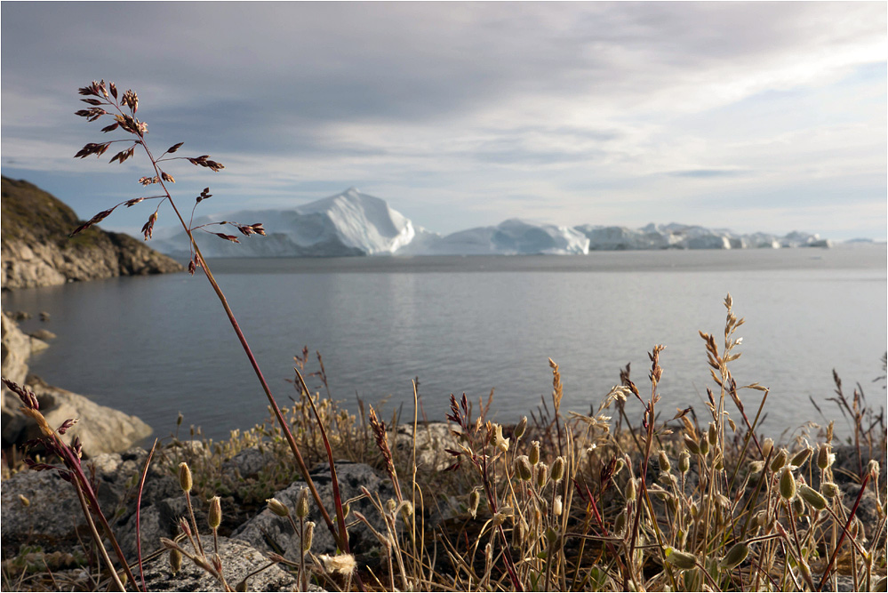 Sommertag am Icefjord..