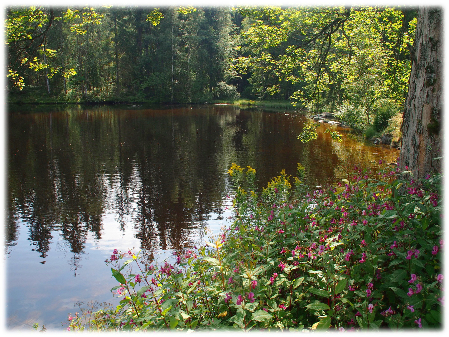 Sommertag am Karchesweiher