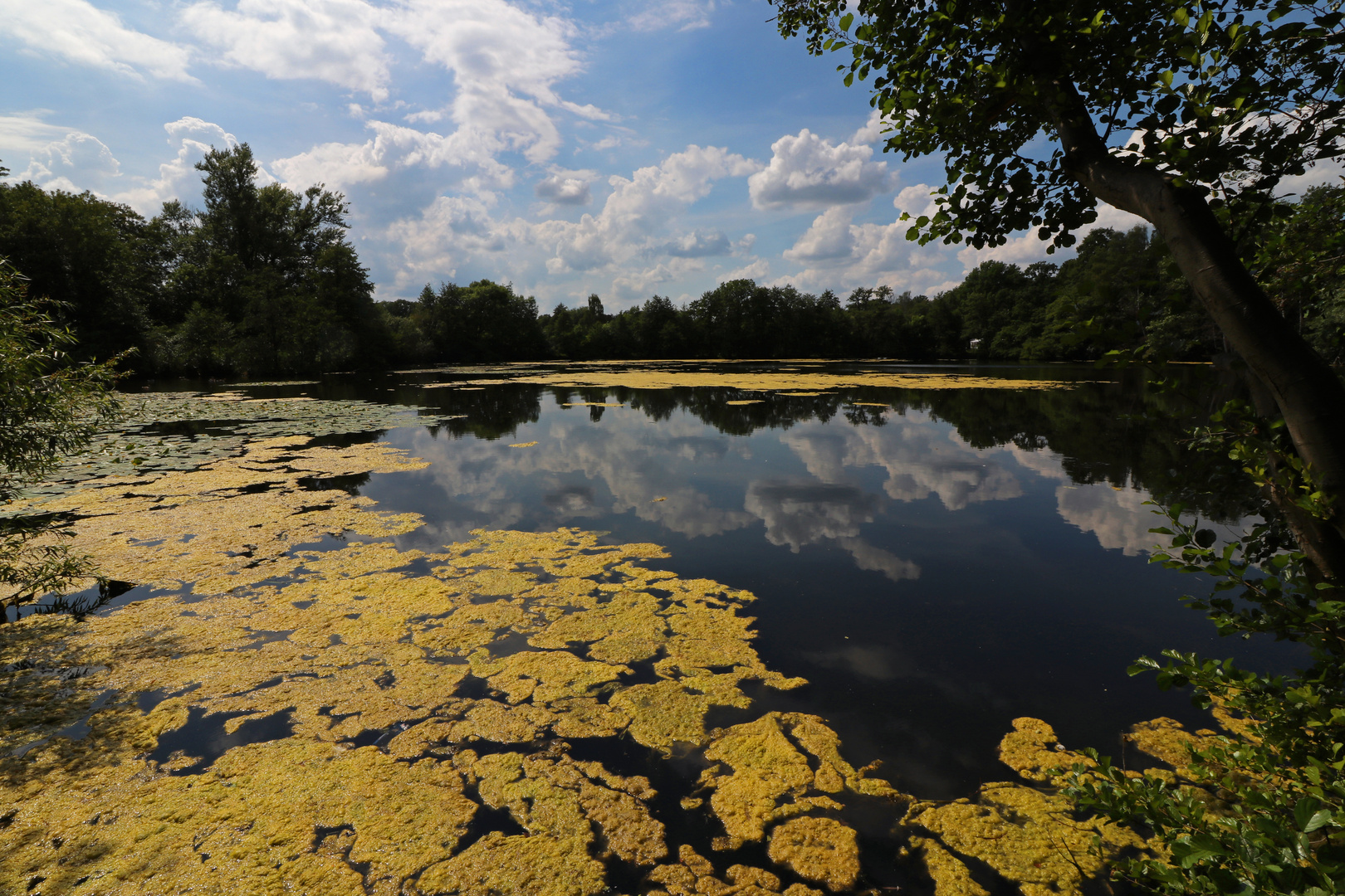 Sommertag am Teich