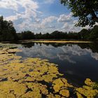 Sommertag am Teich