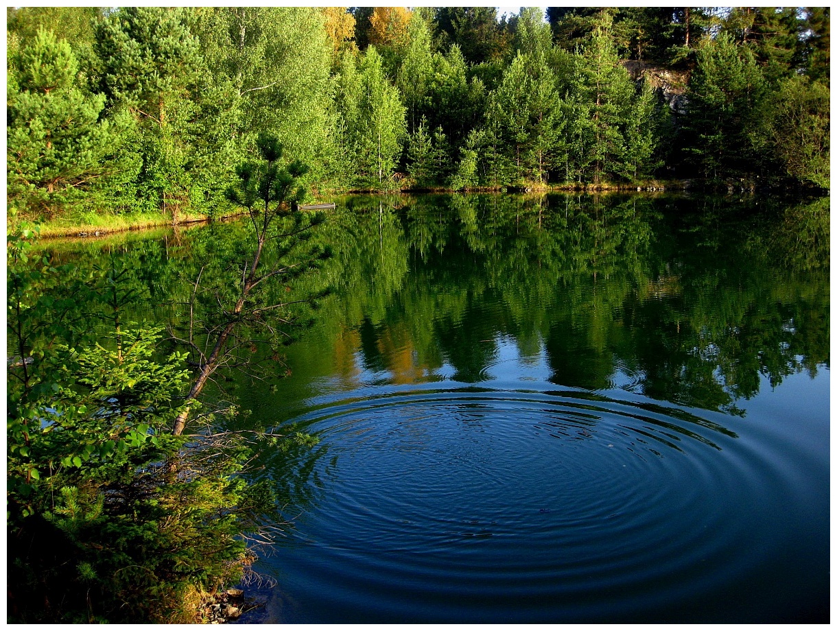 Sommertag am Waldsee