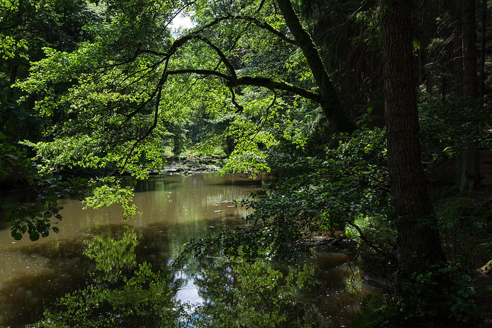 Sommertag an der Waldnaab