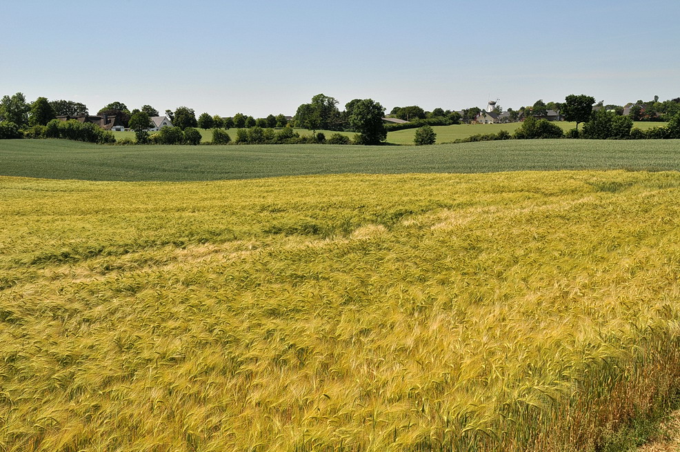 Sommertag bei Westerholz und Langballig in Angeln,Schleswig-Holstein