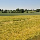 Sommertag bei Westerholz und Langballig in Angeln,Schleswig-Holstein