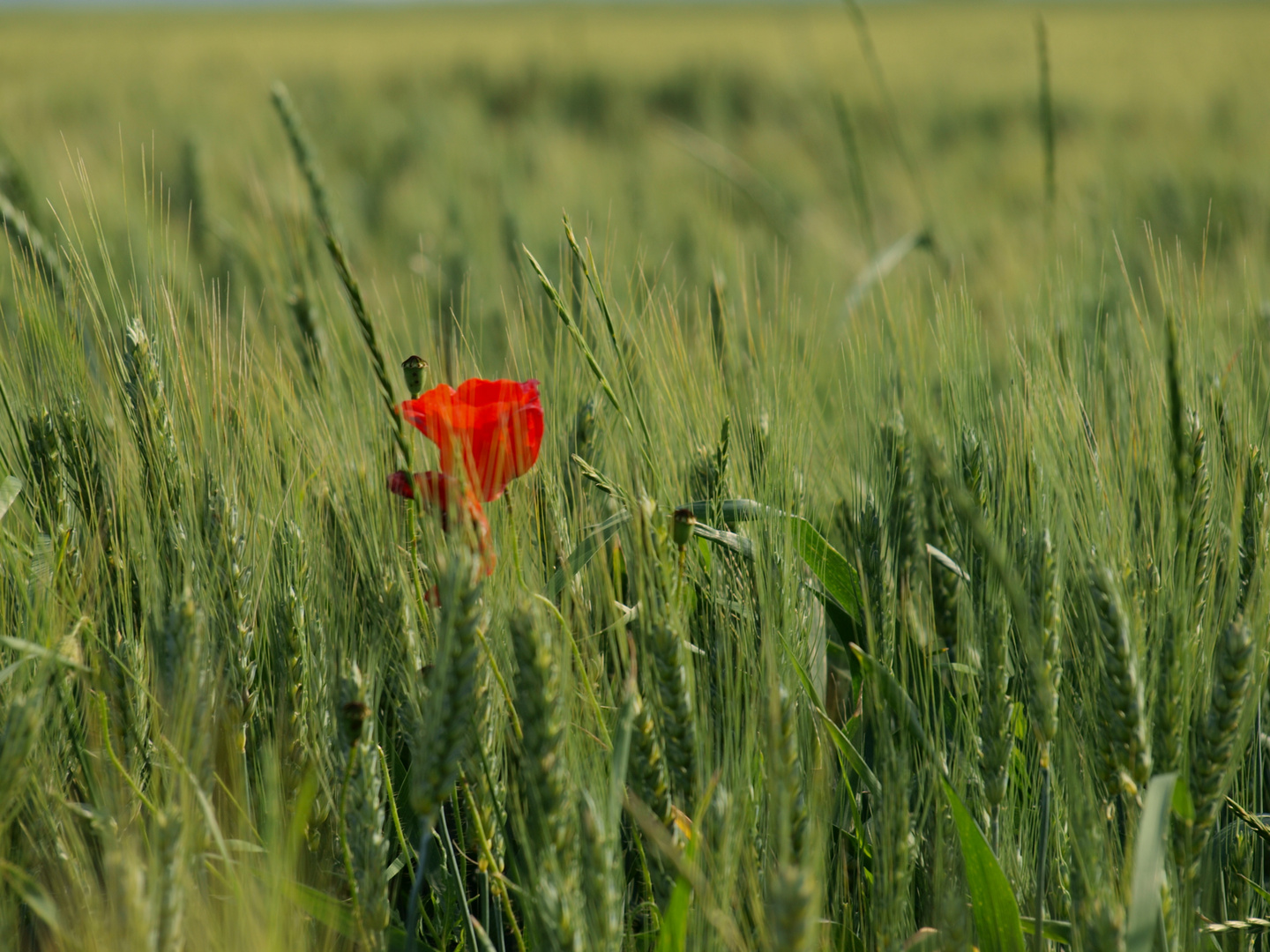 Sommertag