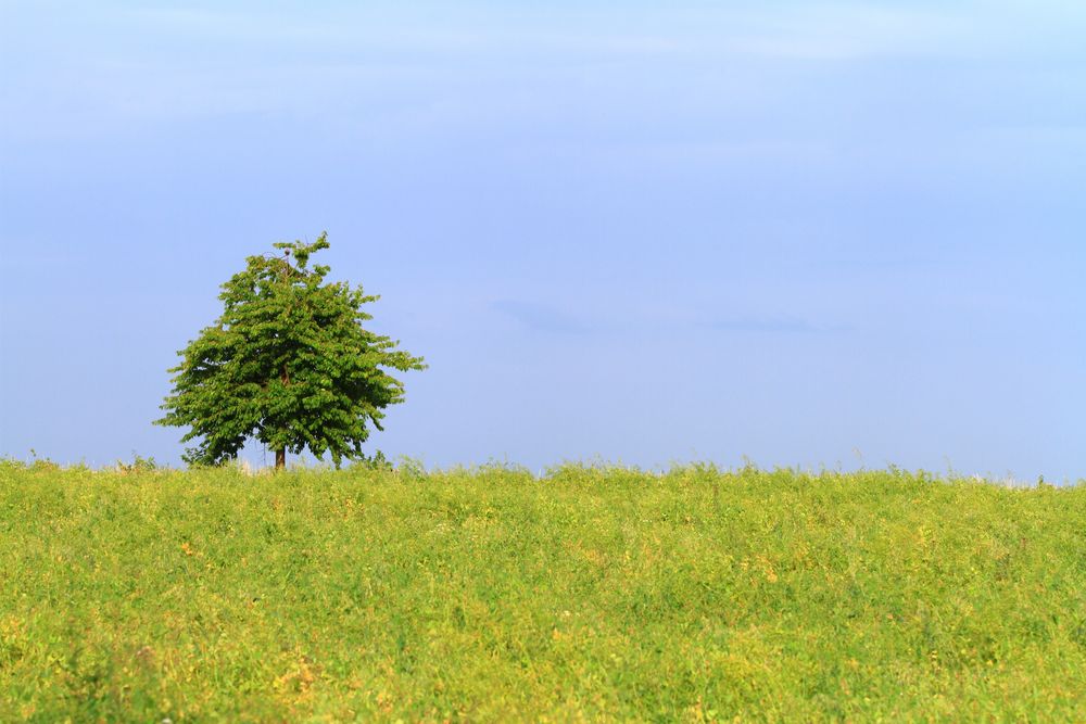 Sommertag von Markus Thiele 