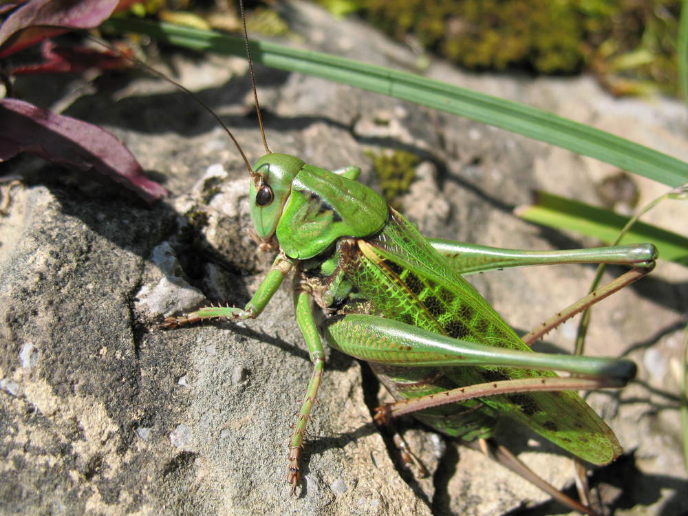 Sommertag im Bregenzer Wald