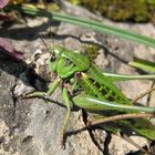 Sommertag im Bregenzer Wald