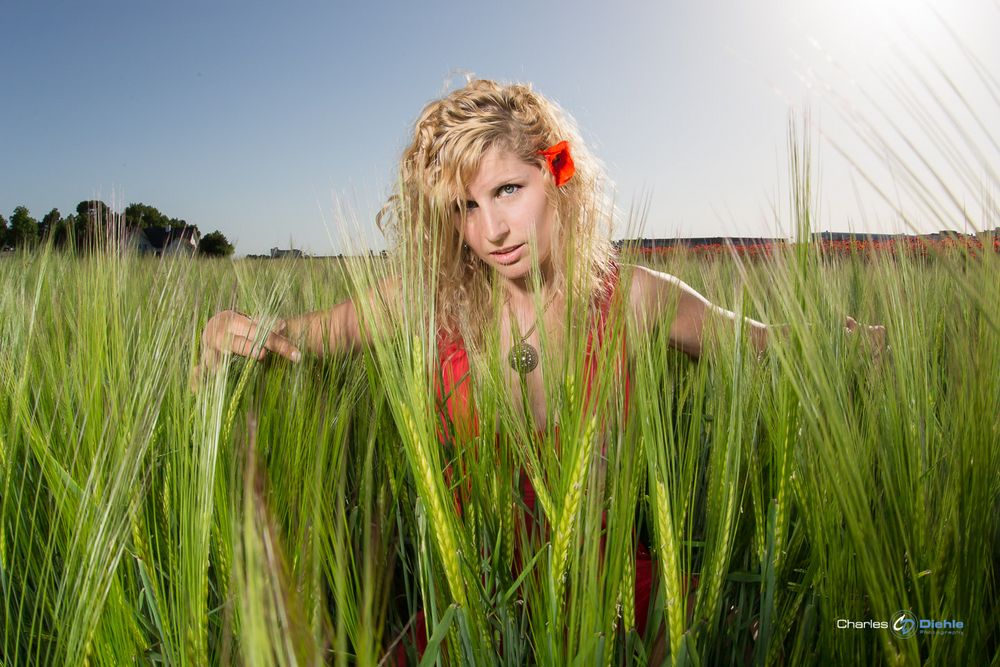 Sommertag im Feld