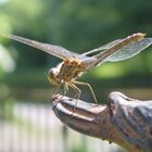 Sommertag im Garten