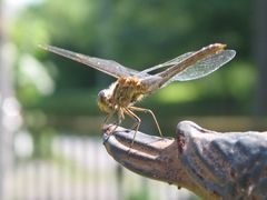 Sommertag im Garten