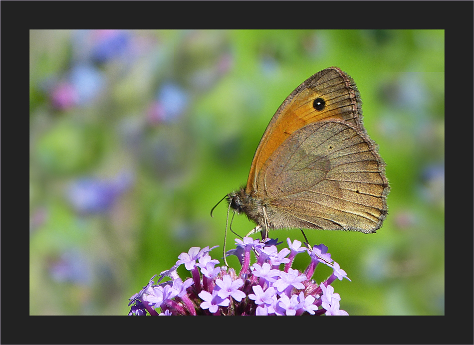 Sommertag im Garten