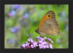 Sommertag im Garten