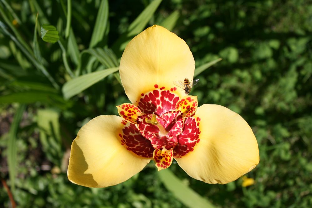 Sommertag im Garten