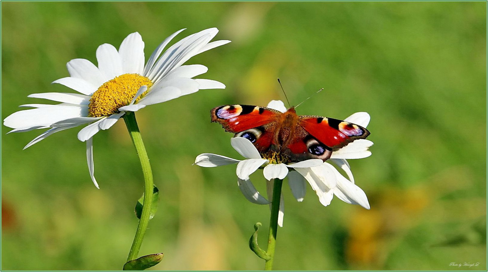 Sommertag im Herbst