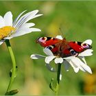 Sommertag im Herbst