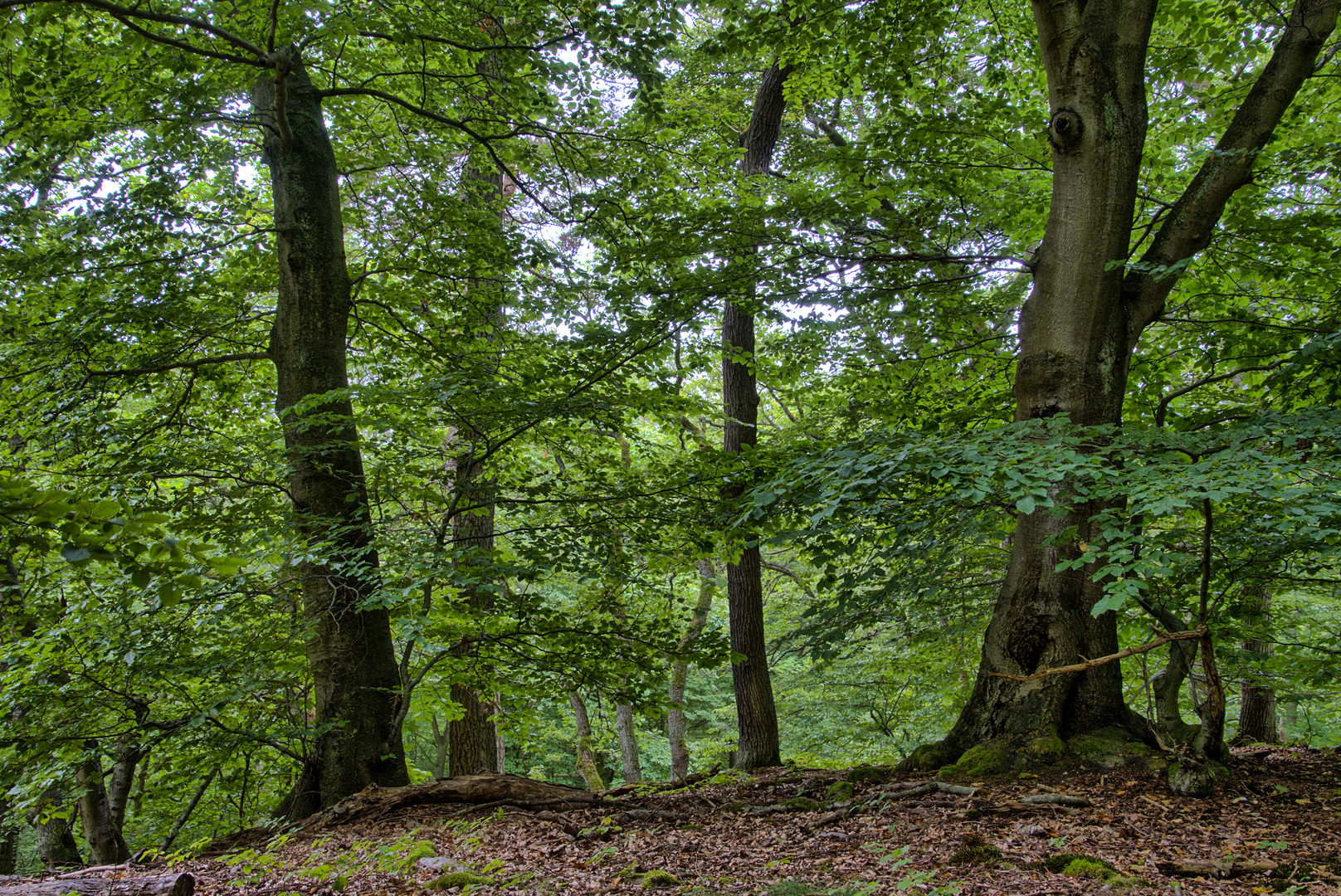 Sommertag im kühlen Laubwald