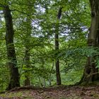 Sommertag im kühlen Laubwald