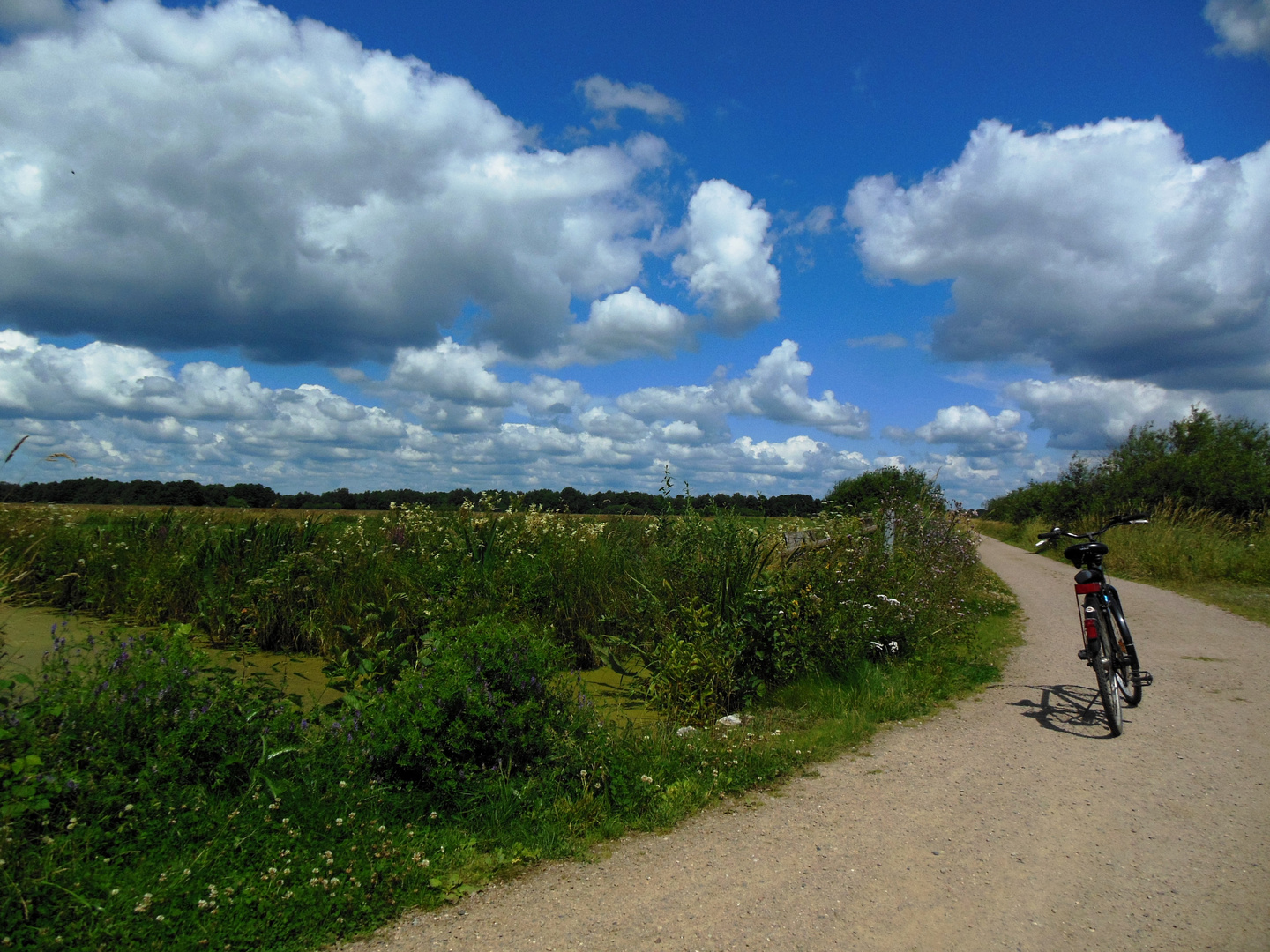 Sommertag im Moor