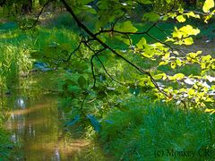 Sommertag im Park