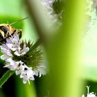 Sommertag im Pfefferminz-Dschungel