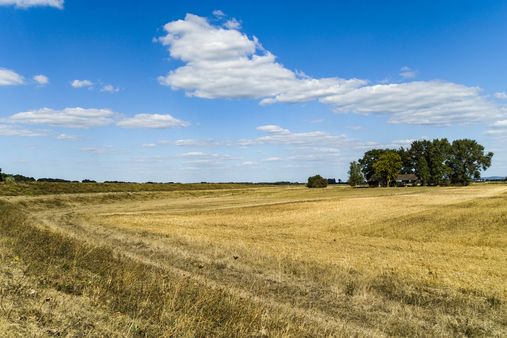 Sommertag im Ried (Südhessen)