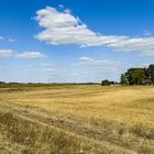 Sommertag im Ried (Südhessen)