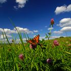 Sommertag im September     Aufnahme 4.9.2021