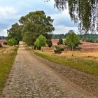 Sommertag in der Heide