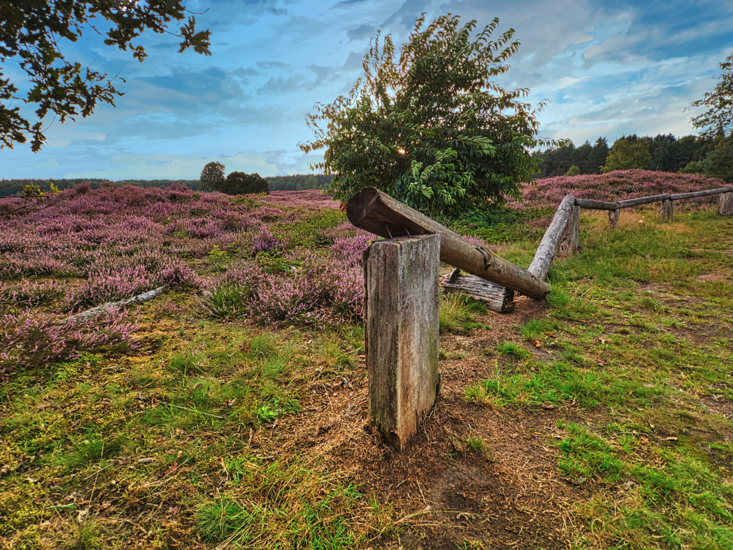 Sommertag in der Heide