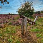 Sommertag in der Heide