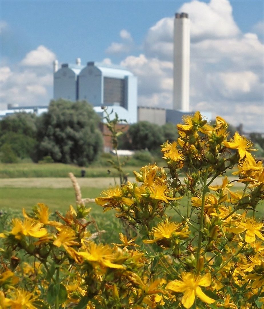 Sommertagsgruß