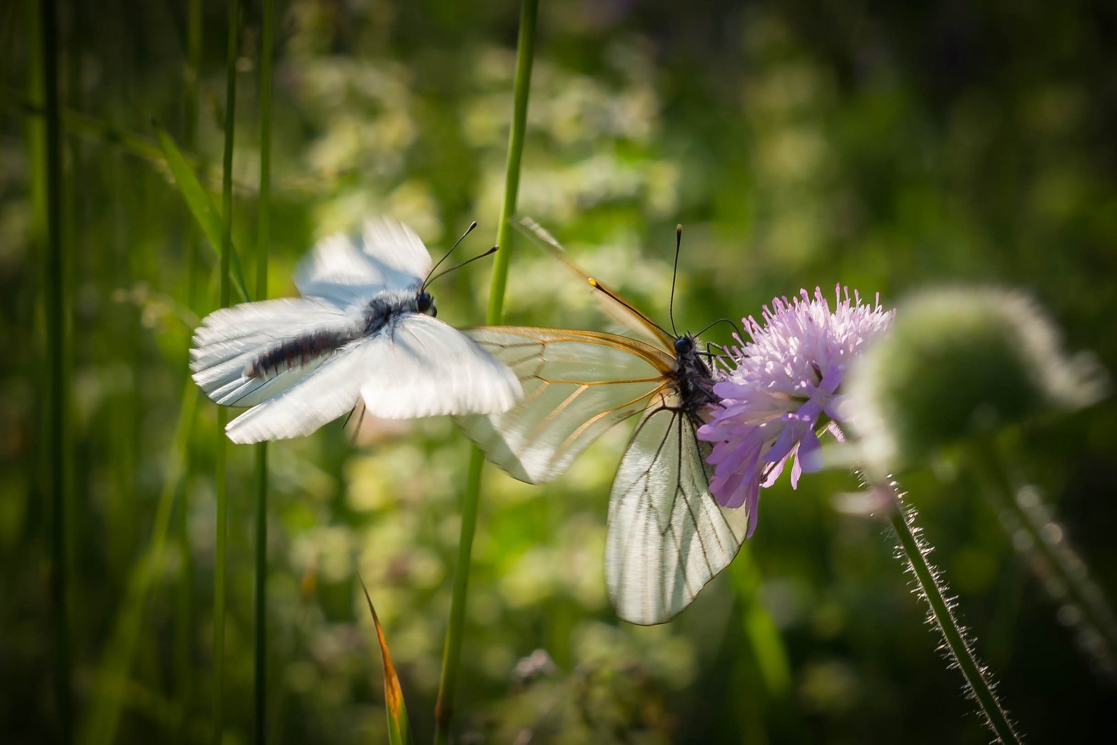 Sommertagstraum in der Stadt 1