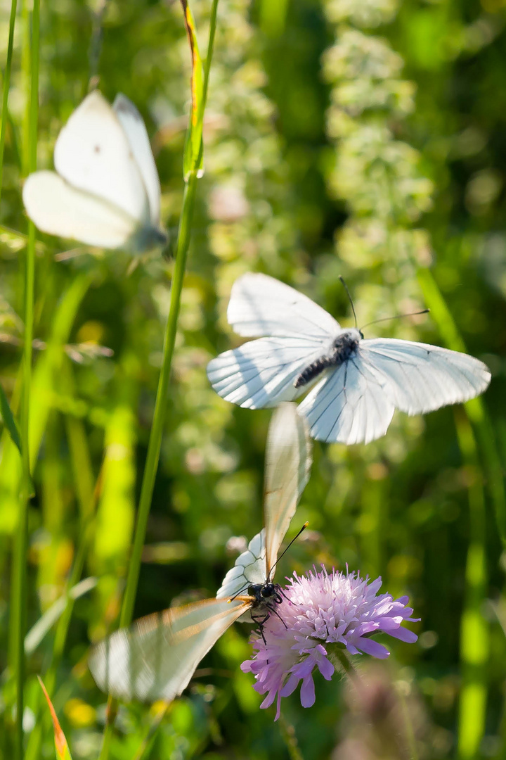 Sommertagstraum in der Stadt 2  