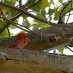 Sommertangare - Summer Tanager (Piranga rubra)