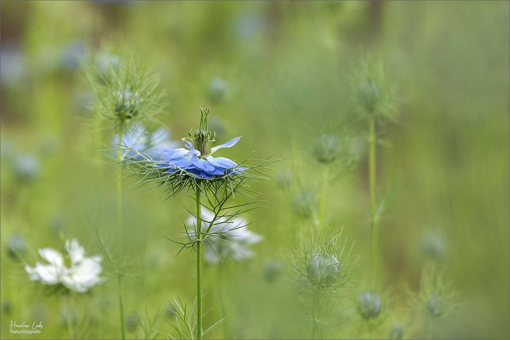 Sommertanz