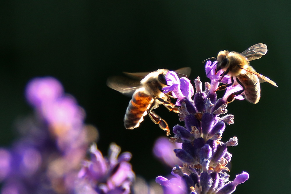 Sommertanz der Bienen am Lavendel