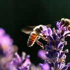 Sommertanz der Bienen am Lavendel