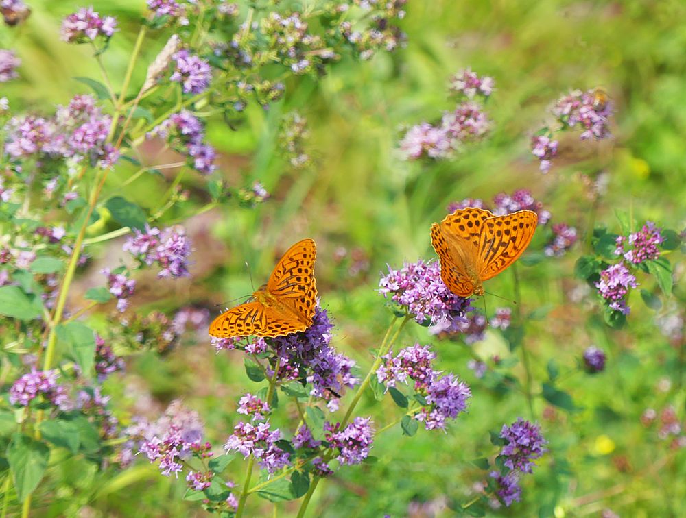 Sommertanz im wilden Majoran