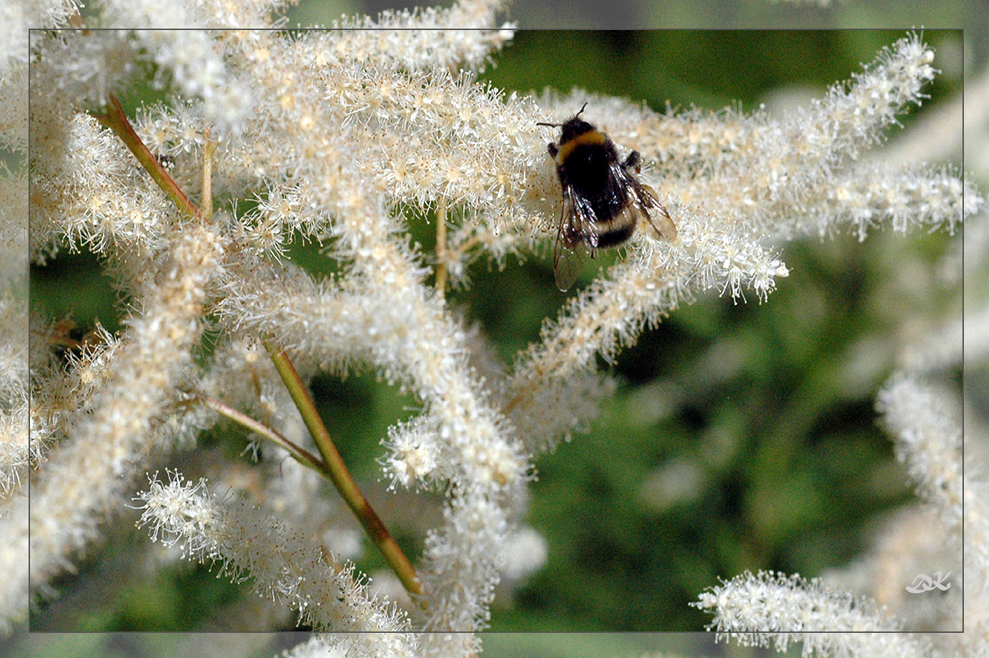 Sommertracht