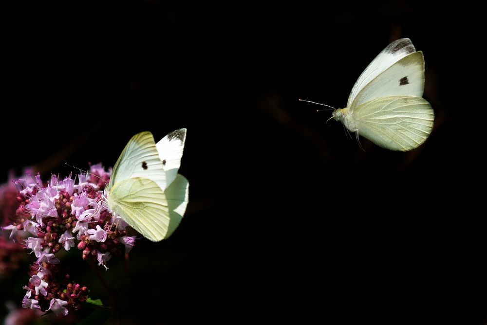 Sommerträume