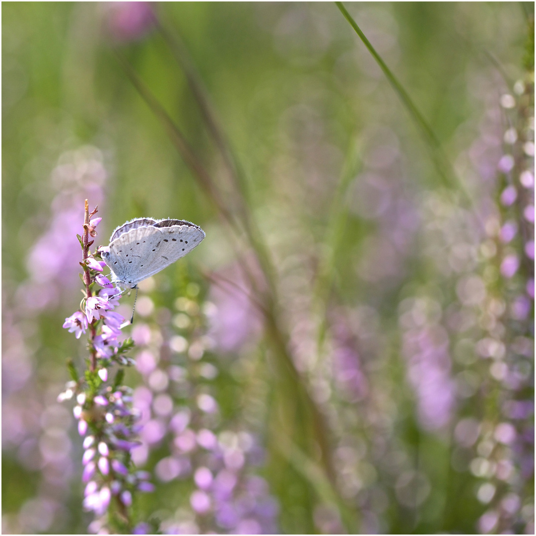 SommerTräume