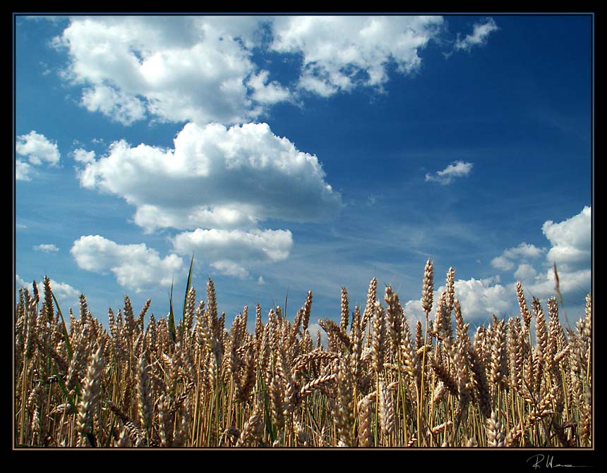 Sommerträume